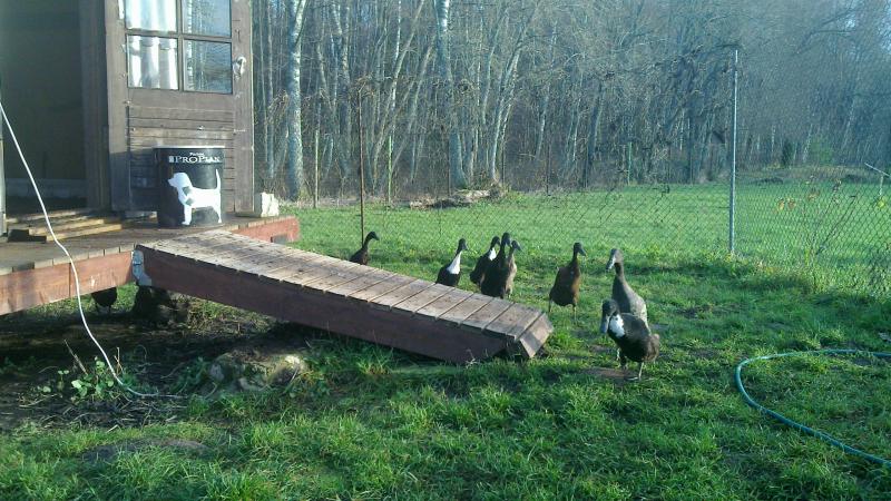 View from duckhouse towards the pond