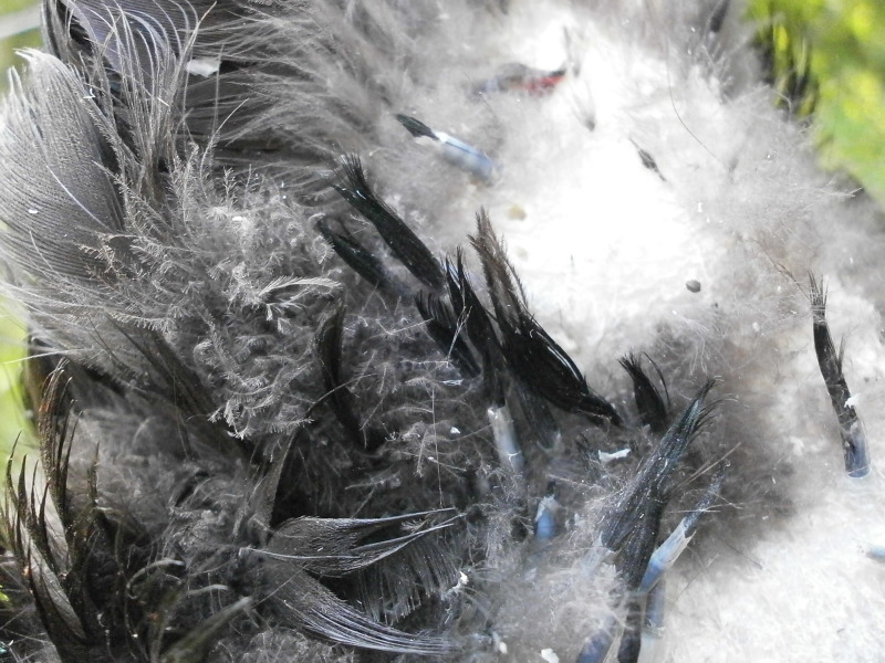 Pinfeathers on a dry bird