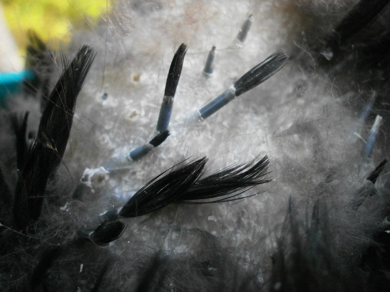 Pinfeathers on a dry bird