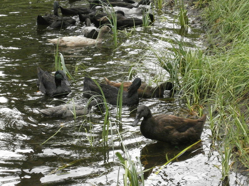 The ducks on the pond