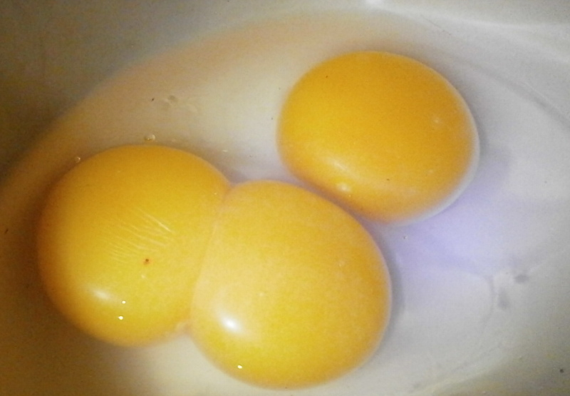 Double yolker