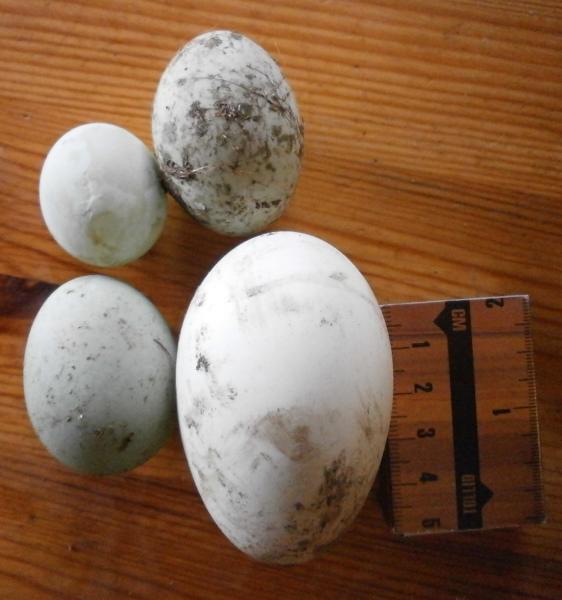 Assortment of eggs of young ducks