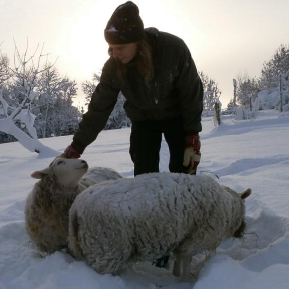 A trusting sheep