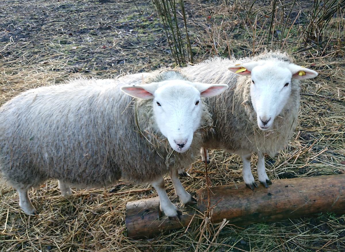 Lambs in the winter