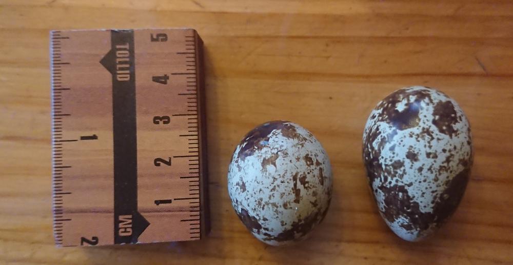 Quail eggs of different sizes