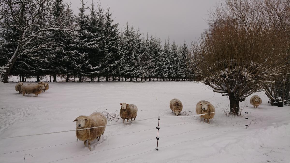 Sheep in the snow