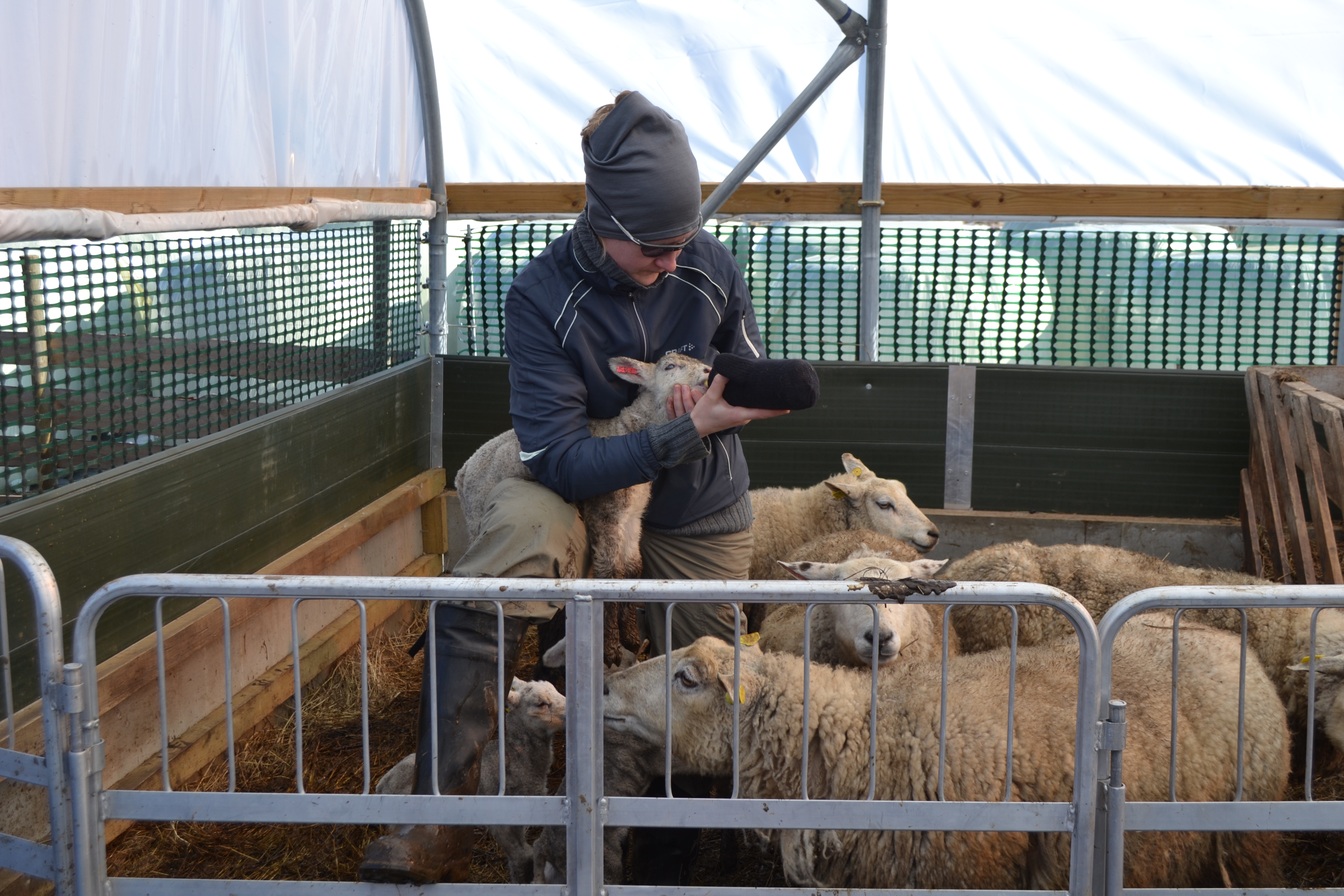 Feeding the lambs