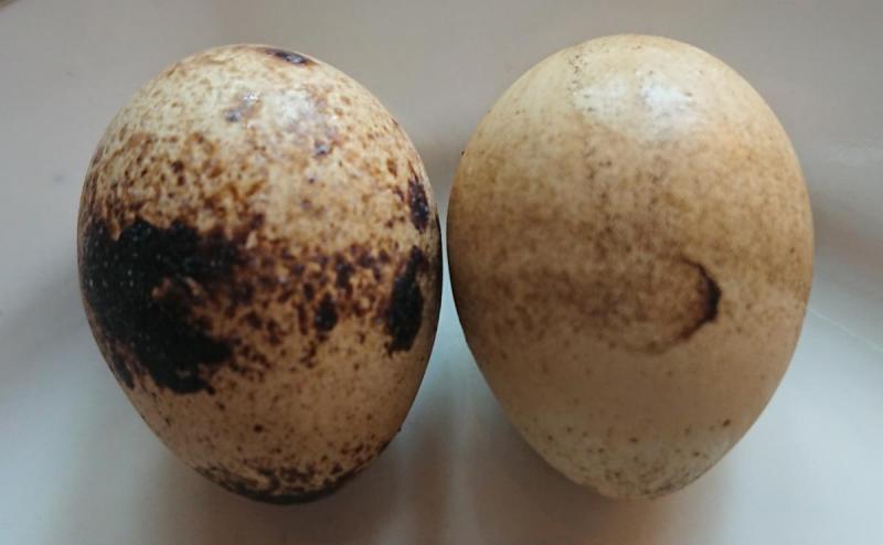 Quail eggs with coloring and without