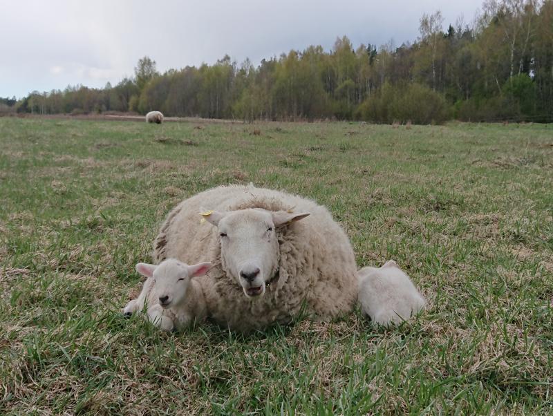 Bemm-diees with her lambs at pasture