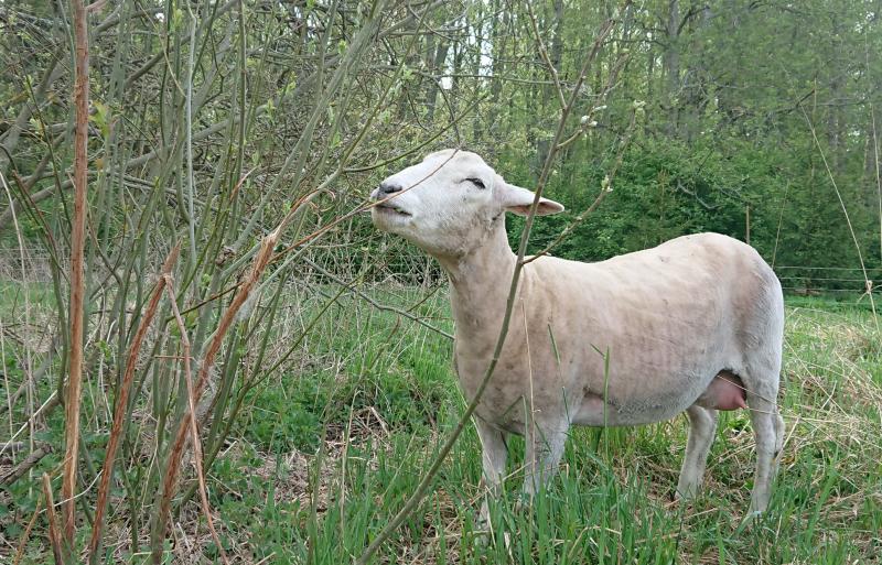 Bemm nibbling on a willow