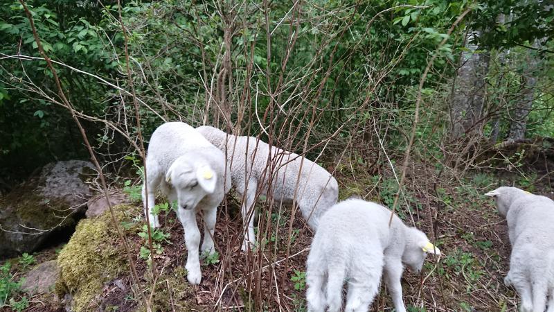 Lambs climbing on rocks