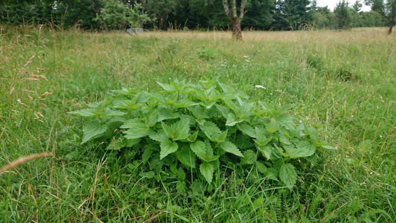 A bush of nettles