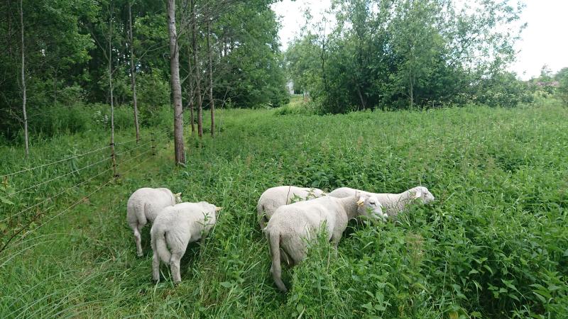 On a pasture with loads of nettles