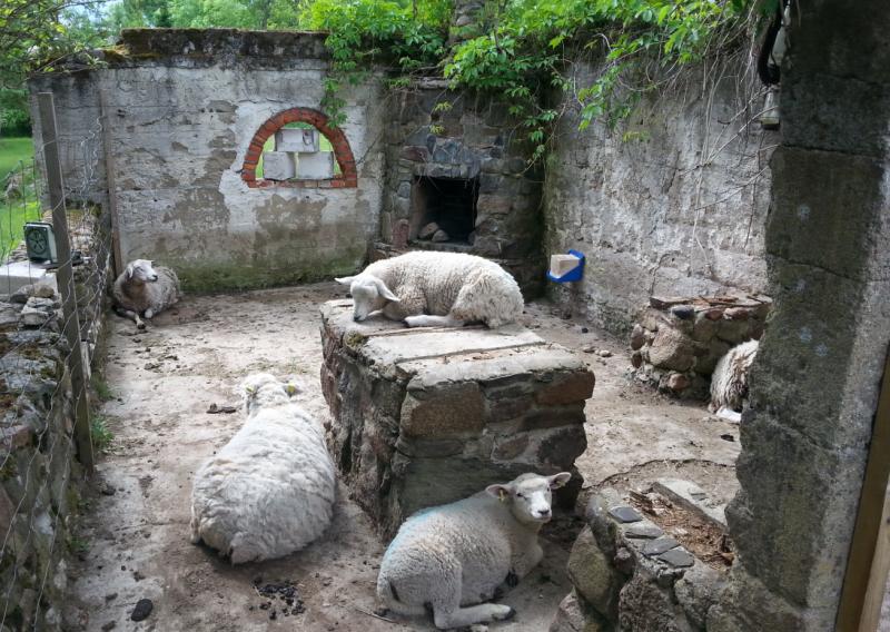 Barbecue space with sheep