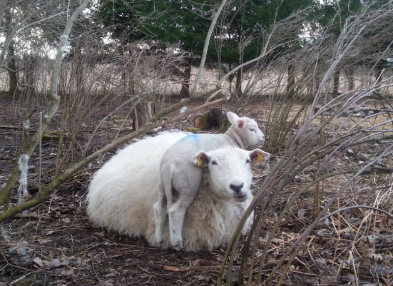 K with her Female Lamb on Board