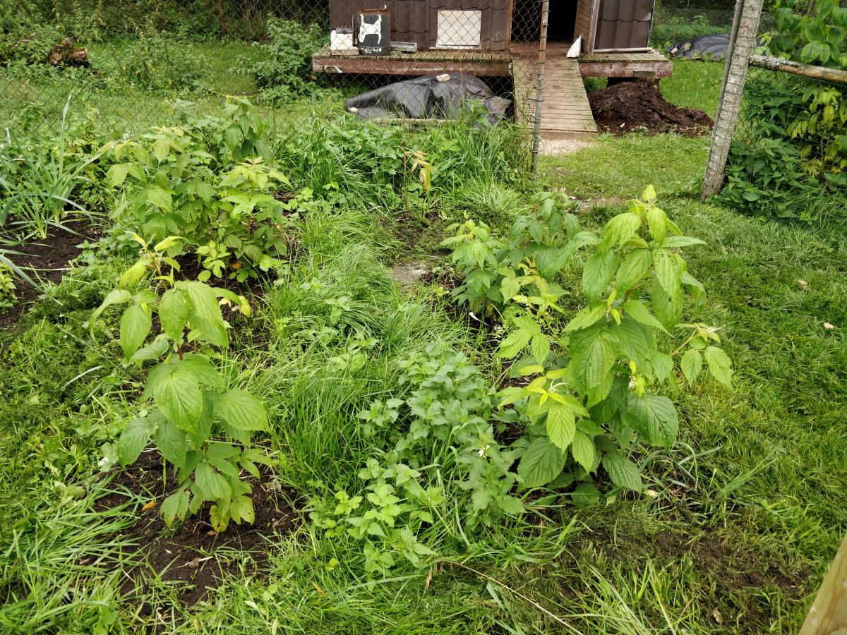 The bedding and the young bushes