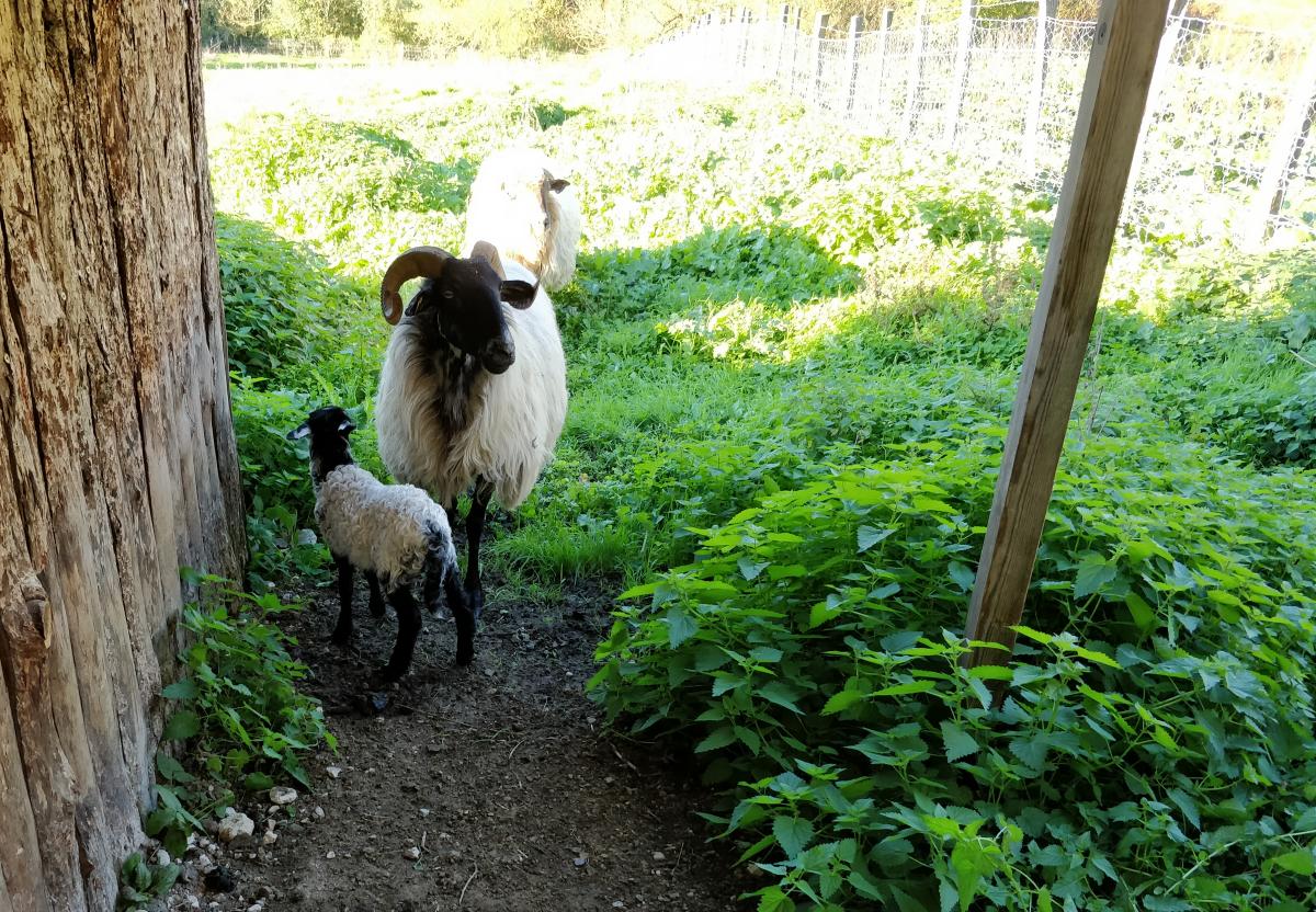 Backyard with Sheep