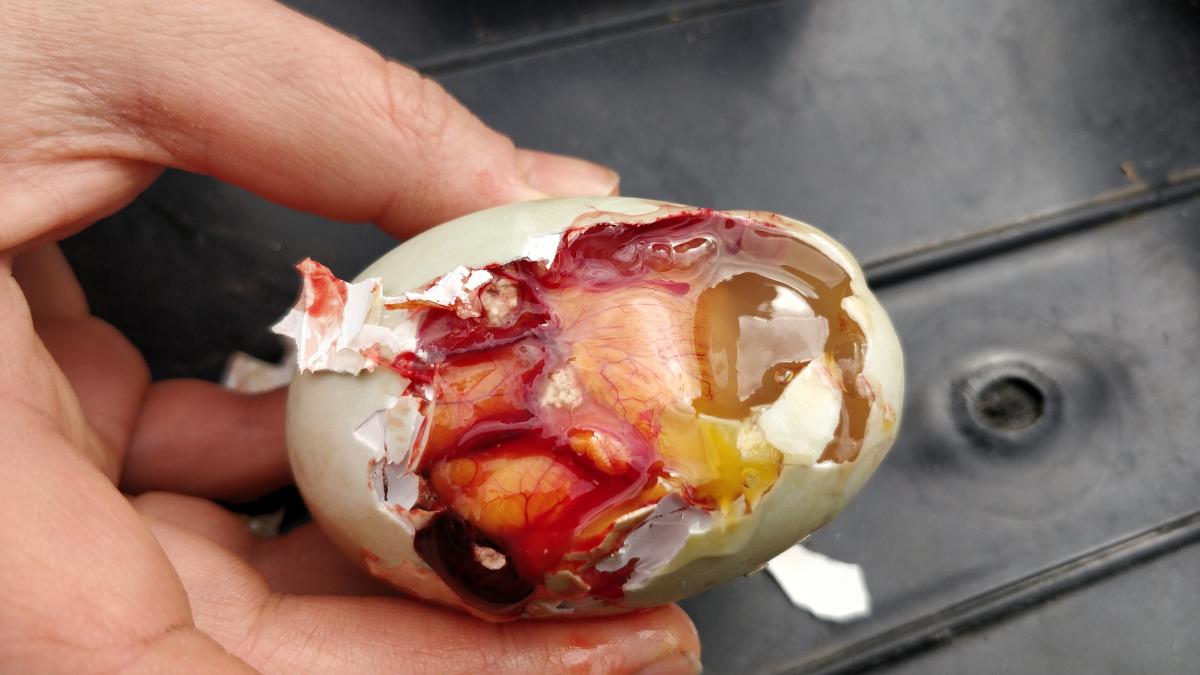 The inside of the egg when packed