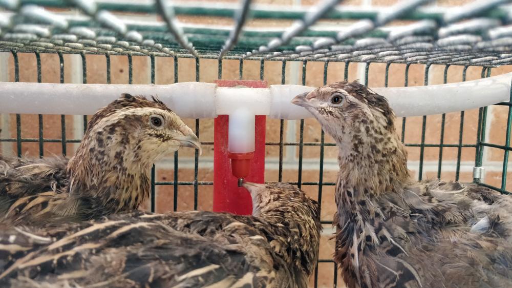 The quail drinking