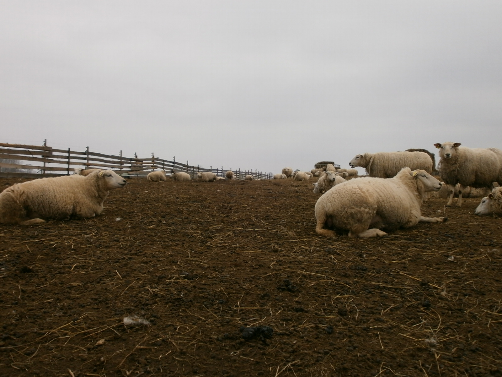 A Landscape of Sheep