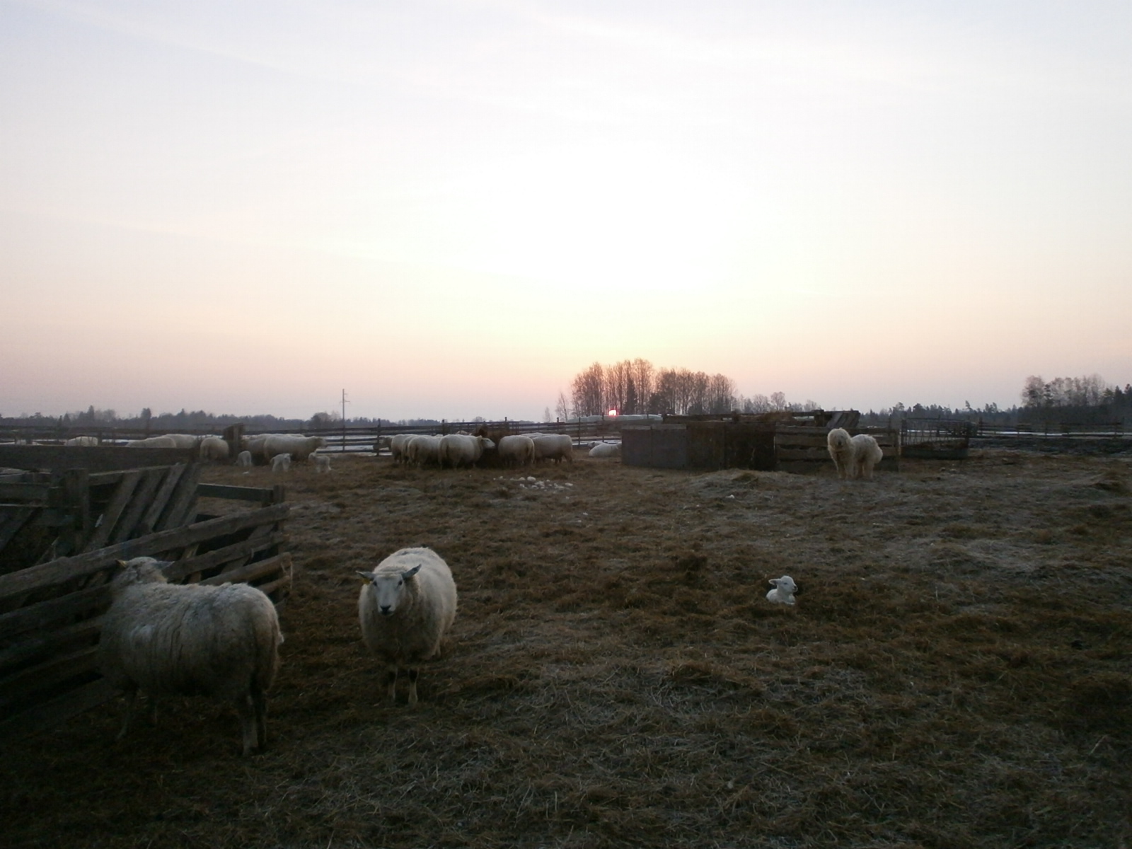 Päikesetõus Muresel