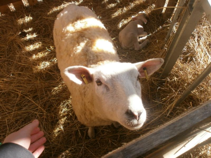 C Staying with Her Lamb