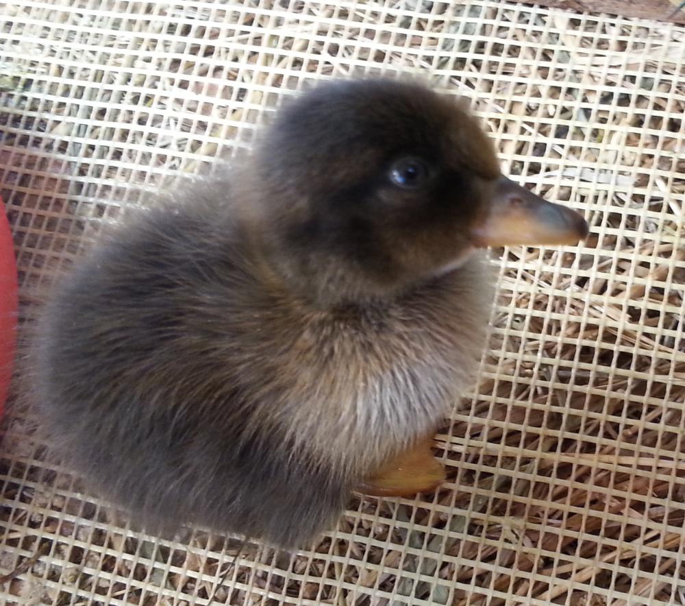 Kummik as a Duckling