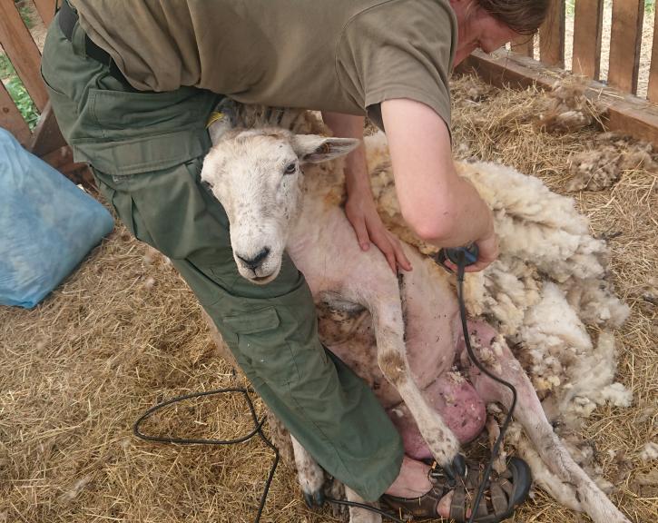 Shearing