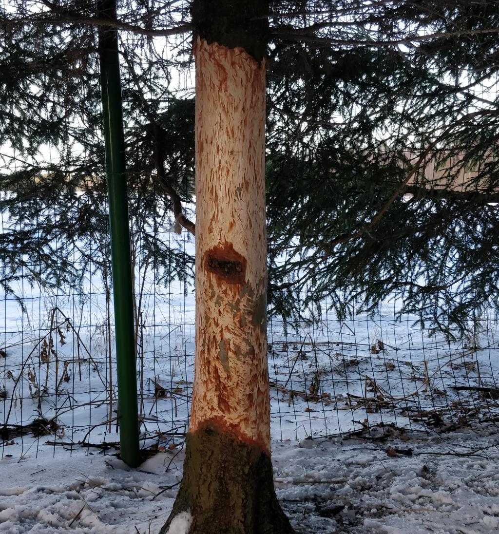 Resin protected tree