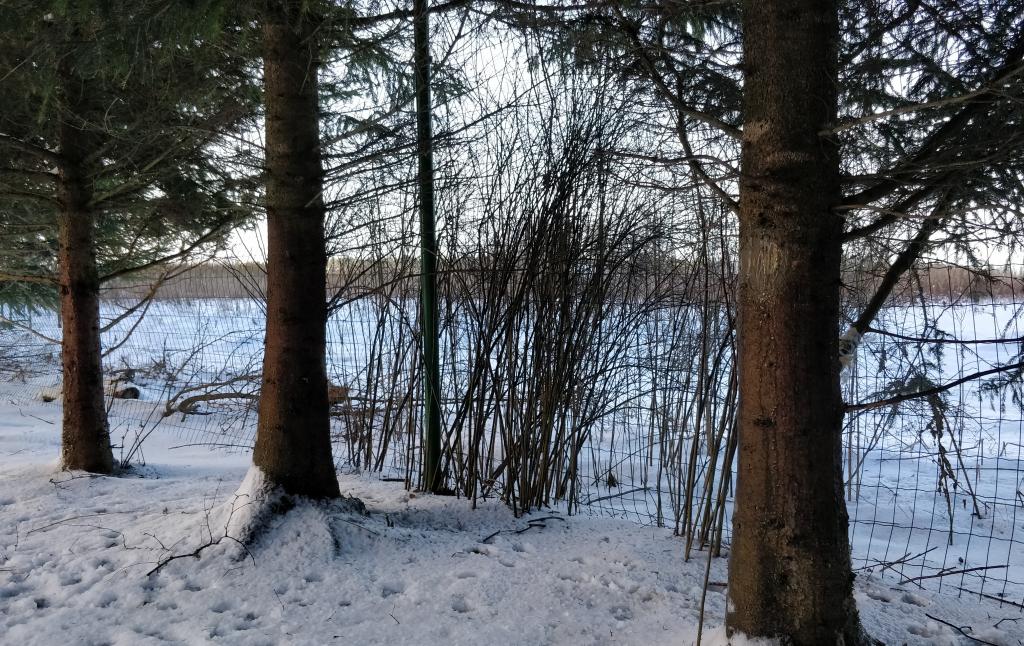 Trees painted with blood meal